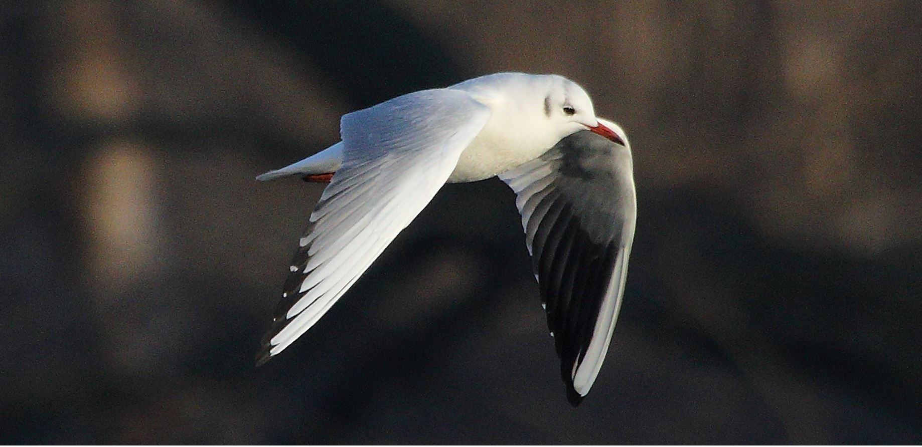 Terrestrial gull 22-01-2022