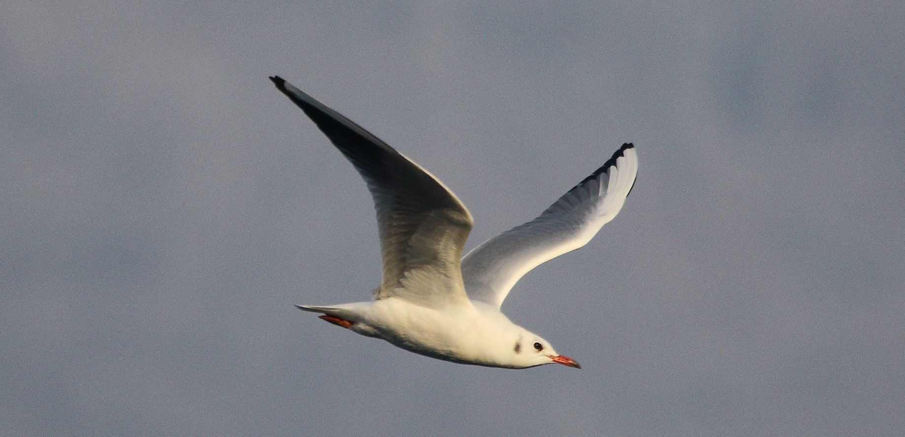 Terrestrial gull 22-01-2022