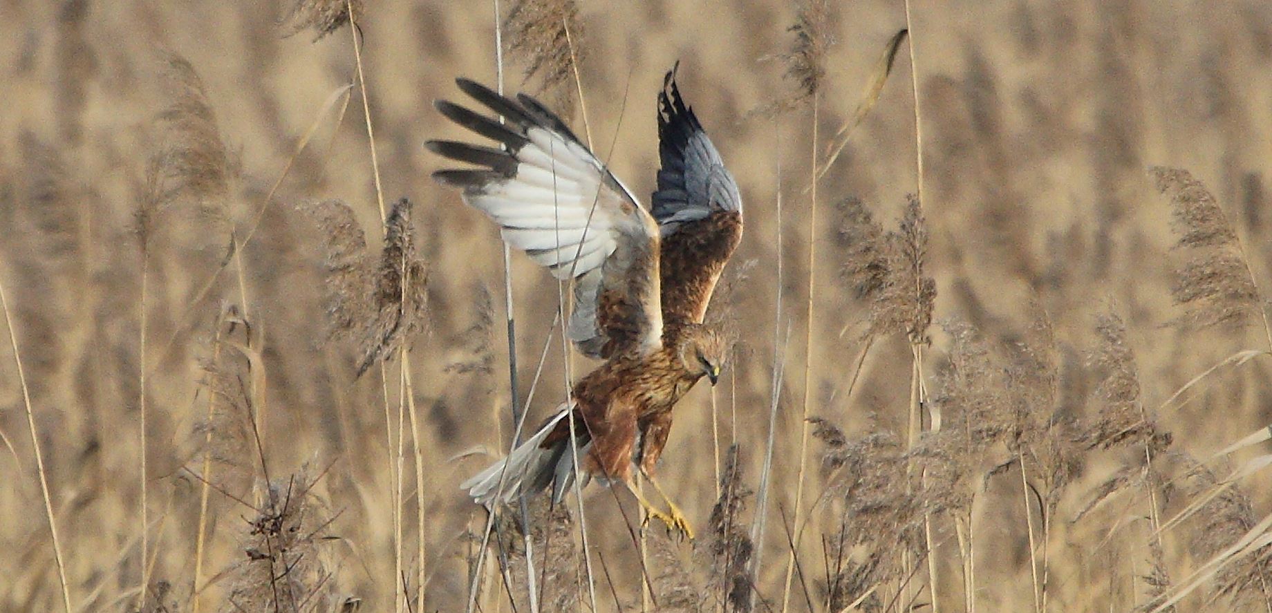 marsh falcon 21-01-2022