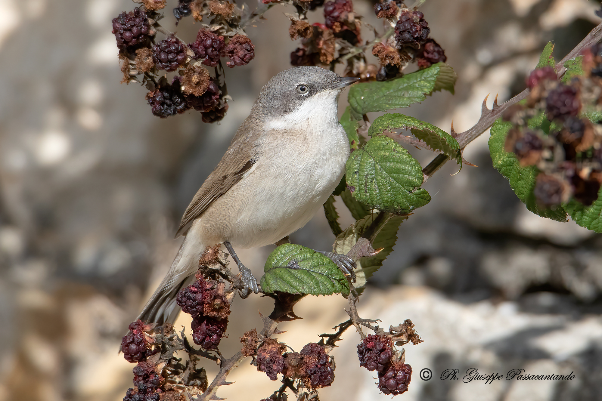 lesser whitethroat