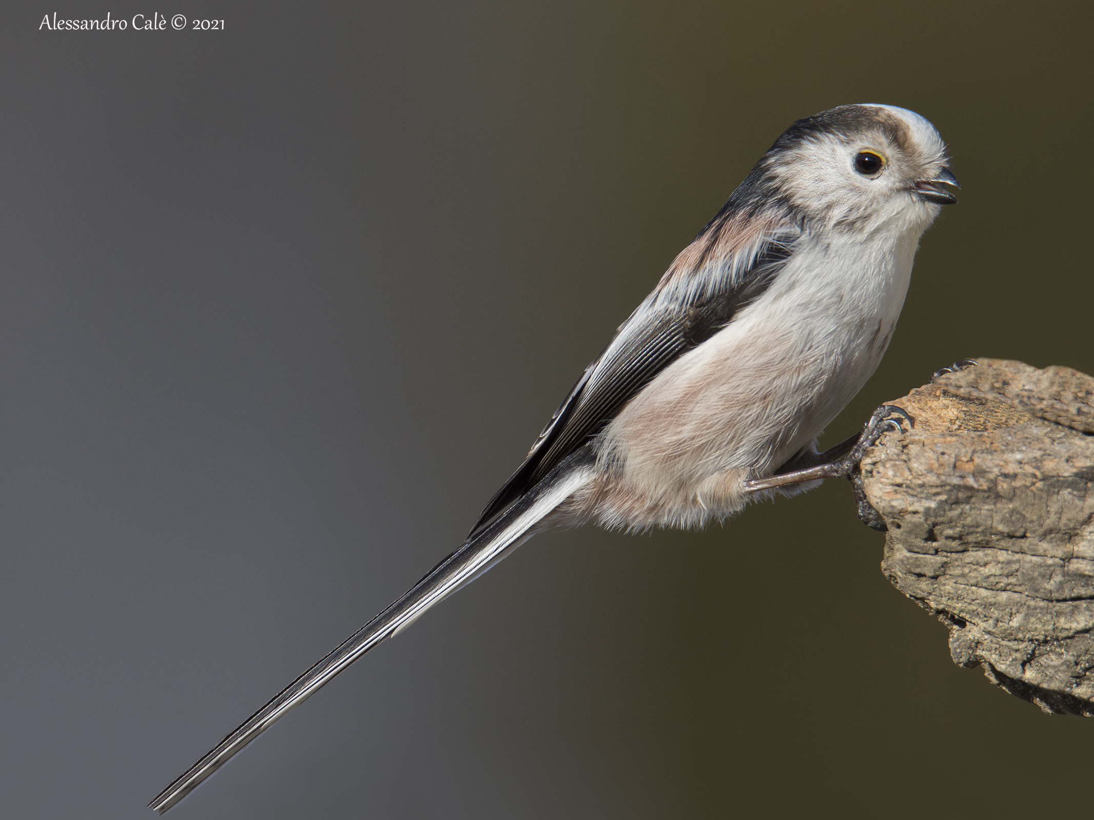 Aegithalos caudatus ( Codibugnolo) 6004