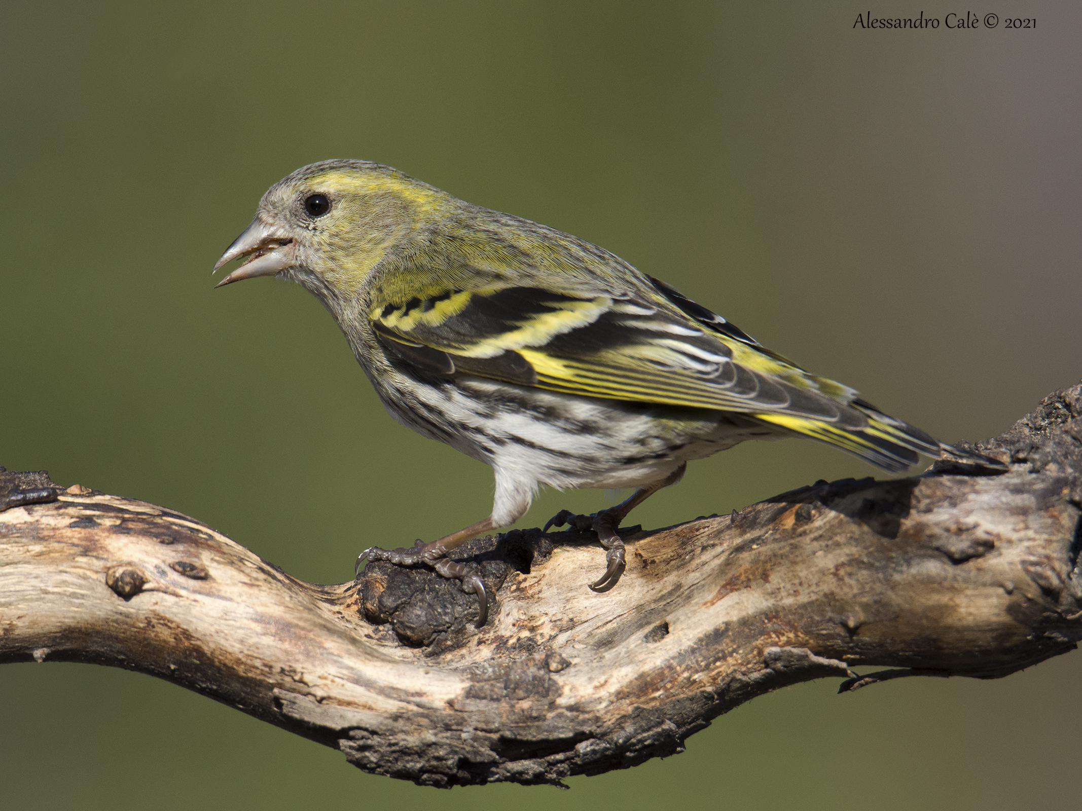 Carduelis spinus (Lucherino) 5791