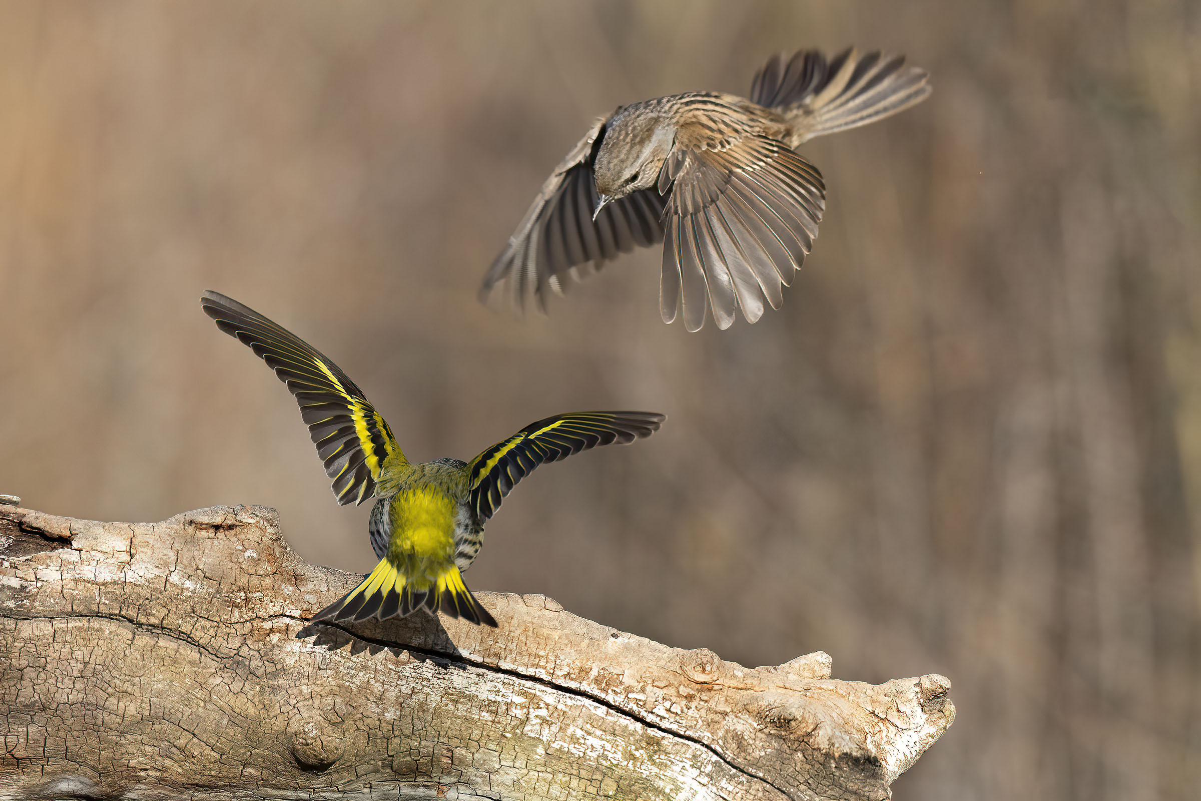 Scopaiola Vs Lucherino