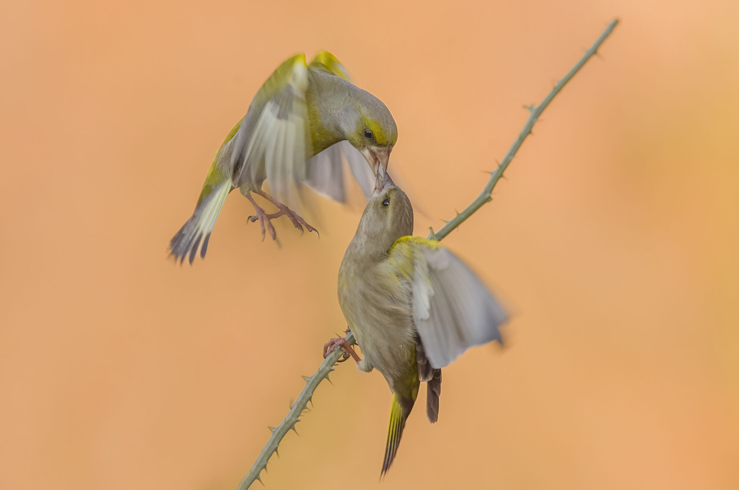 Fight between greenfinches