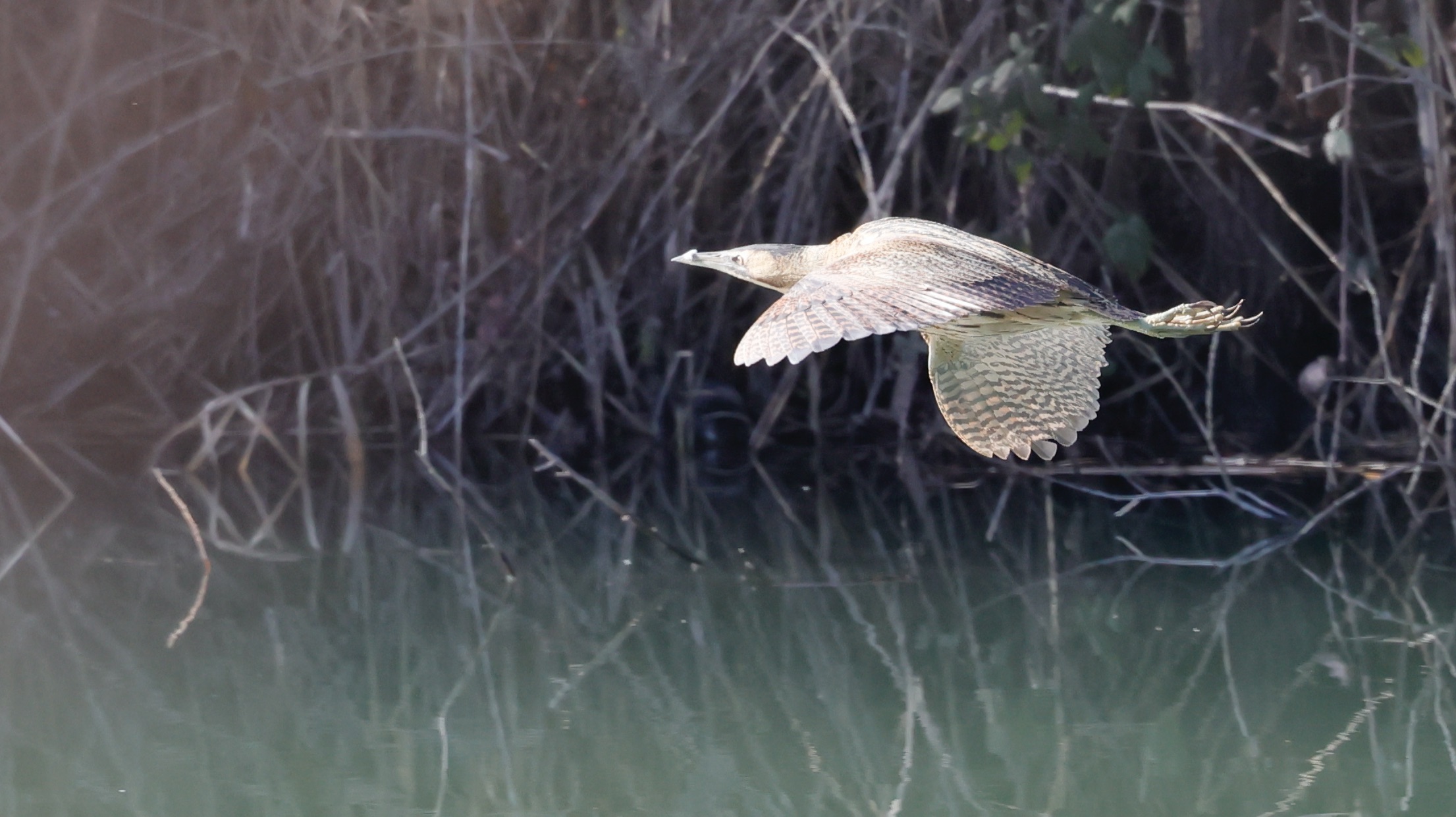 bittern