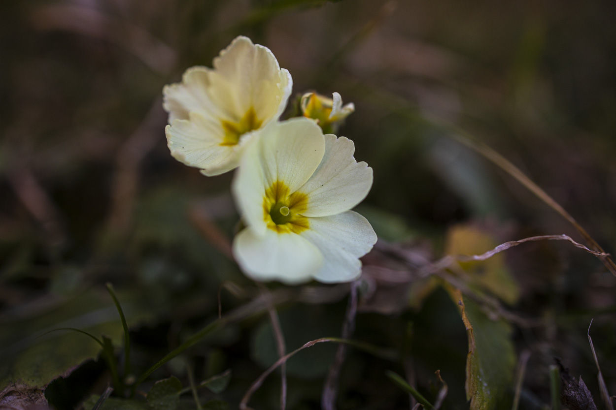 Profumo di primavera