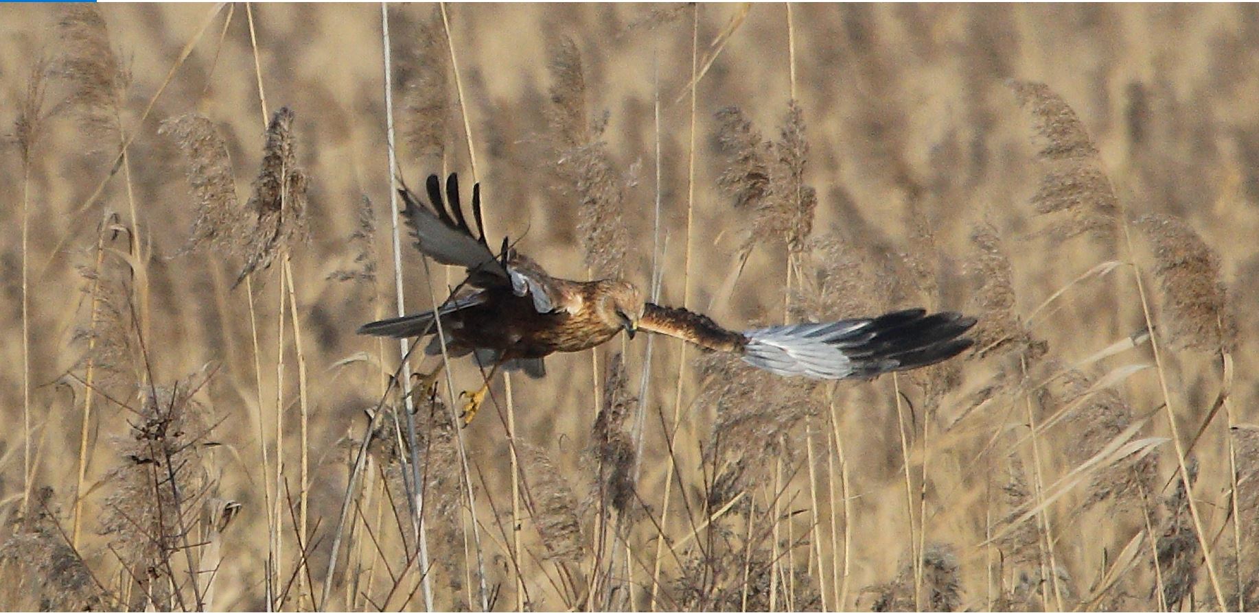 marsh falcon 21-01-2022
