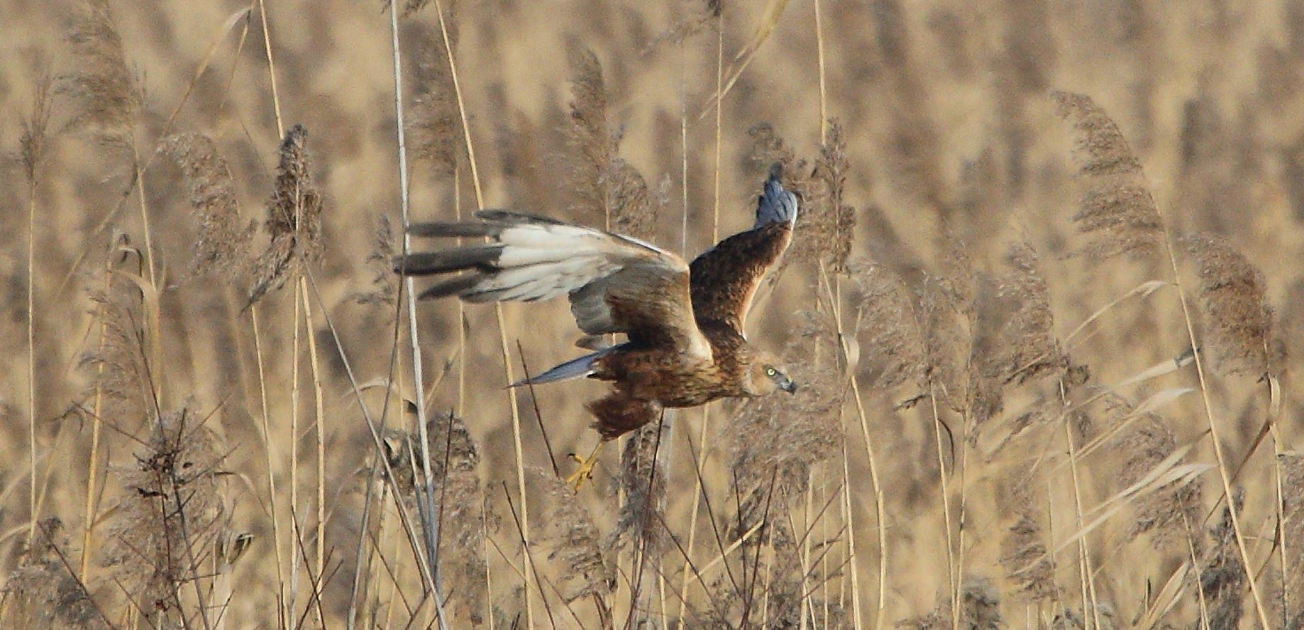 marsh falcon 21-01-2022