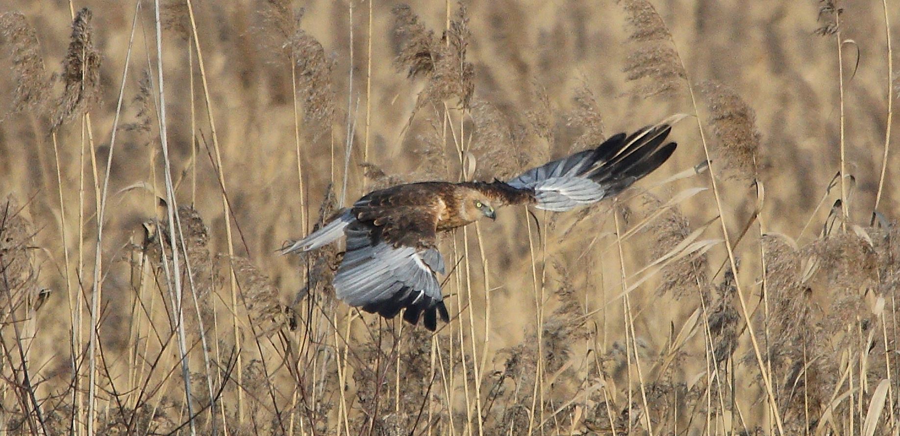 marsh falcon 21-01-2022