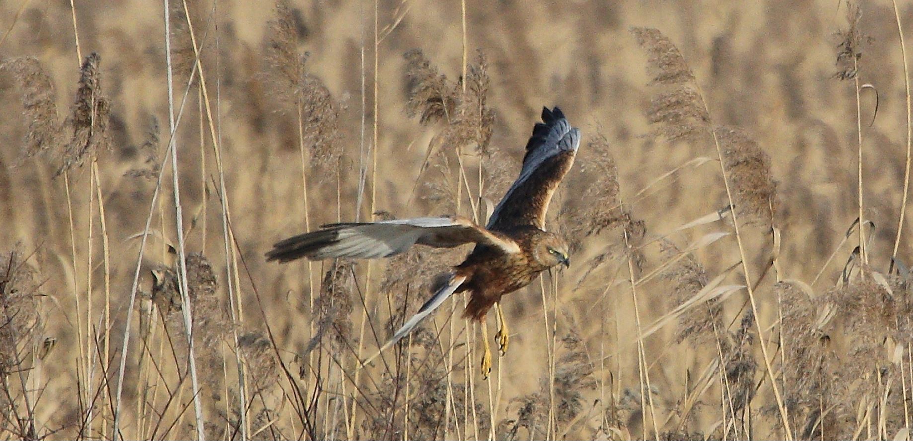 marsh falcon 21-01-2022