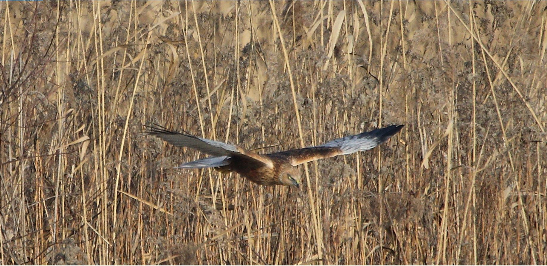 marsh falcon 21-01-2022