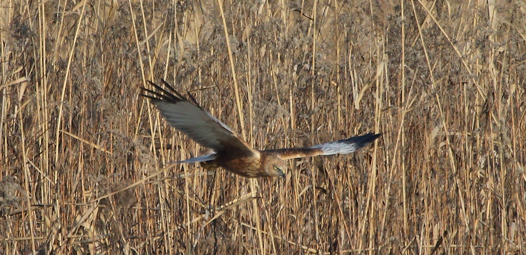marsh falcon 21-01-2022