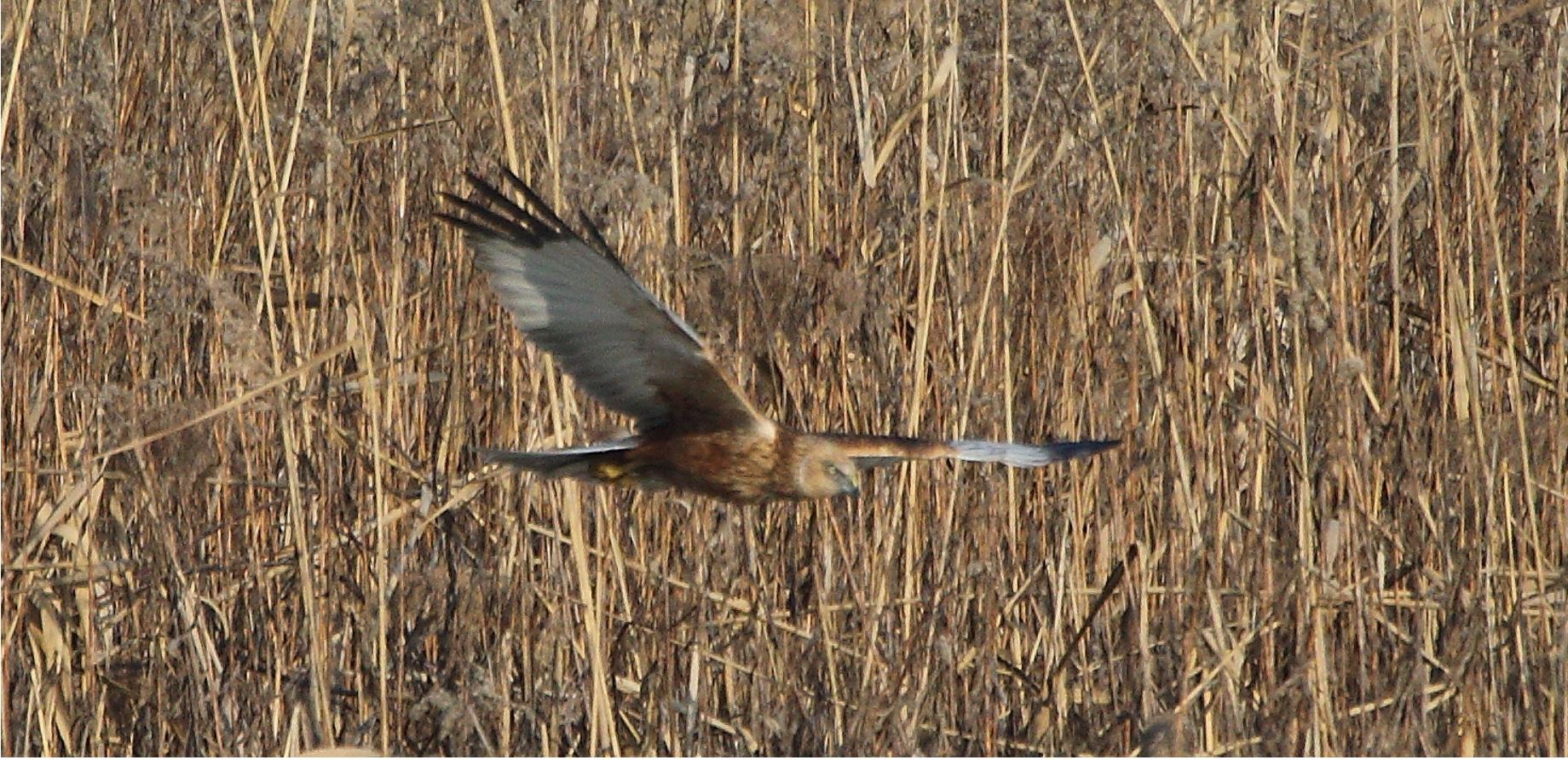 marsh falcon 21-01-2022