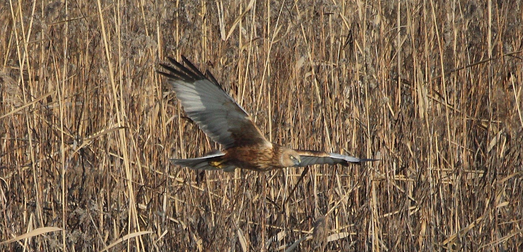 marsh falcon 21-01-2022