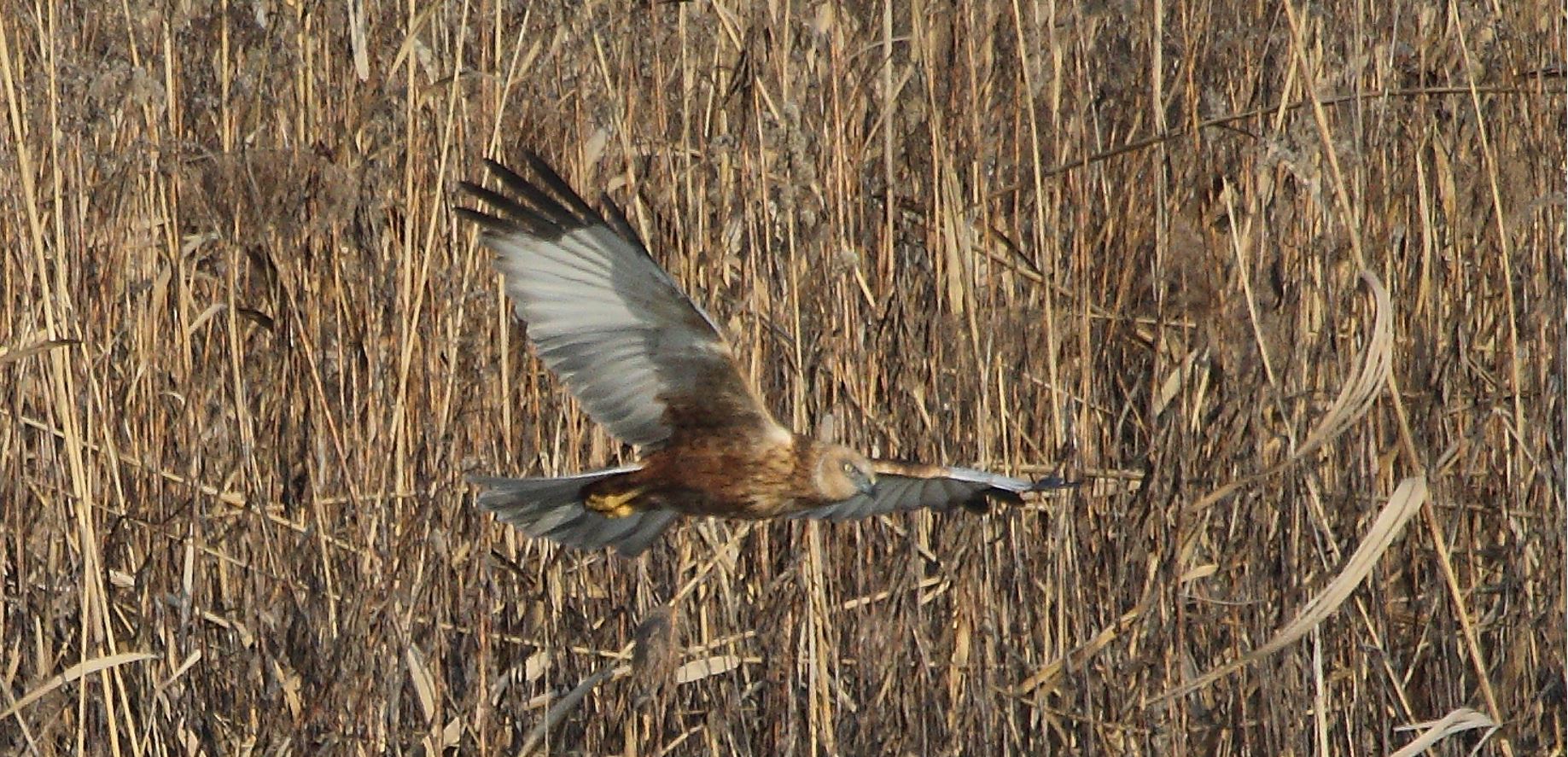 marsh falcon 21-01-2022