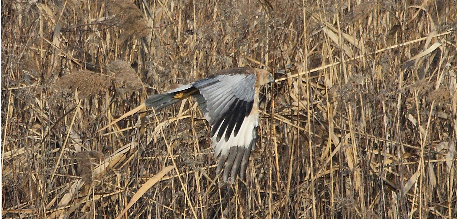 marsh falcon 21-01-2022