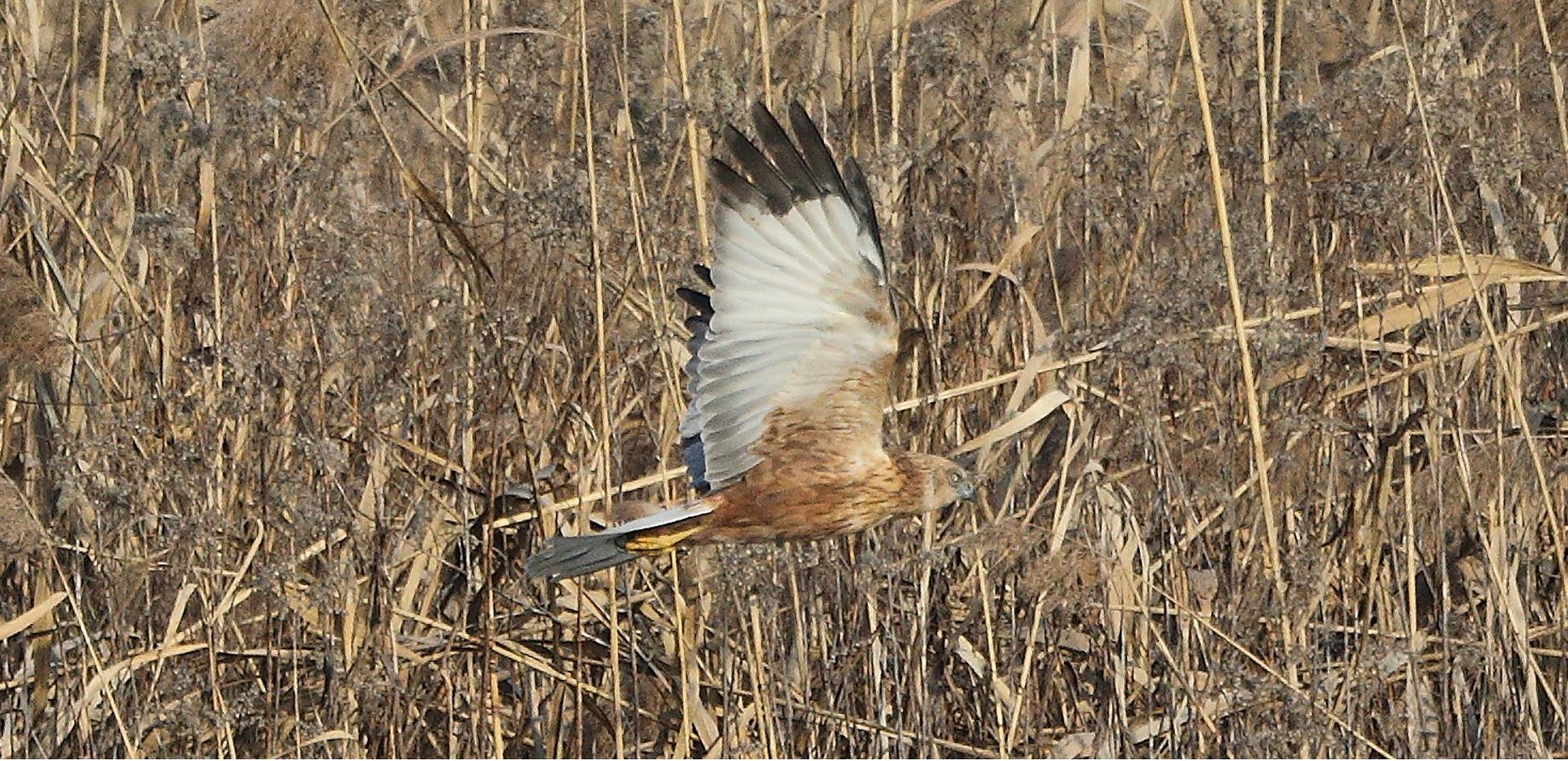 marsh falcon 21-01-2022