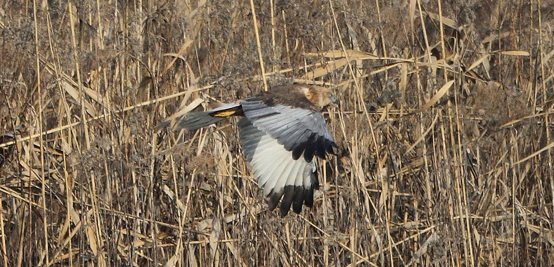 marsh falcon 21-01-2022