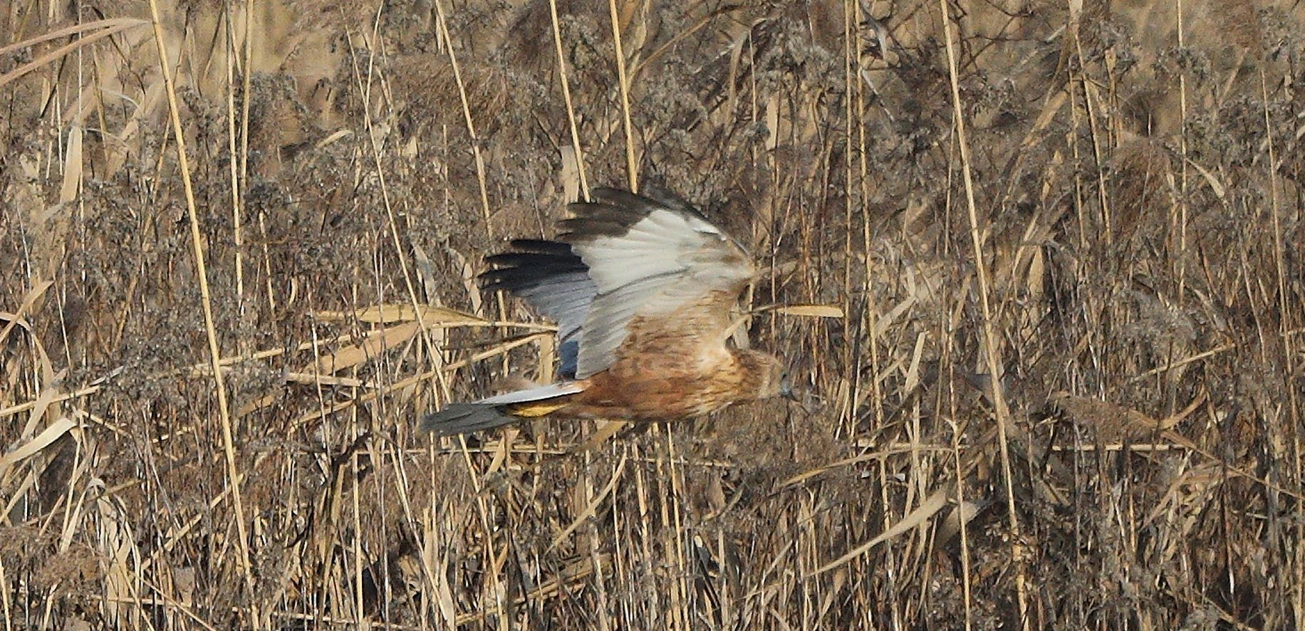 marsh falcon 21-01-2022
