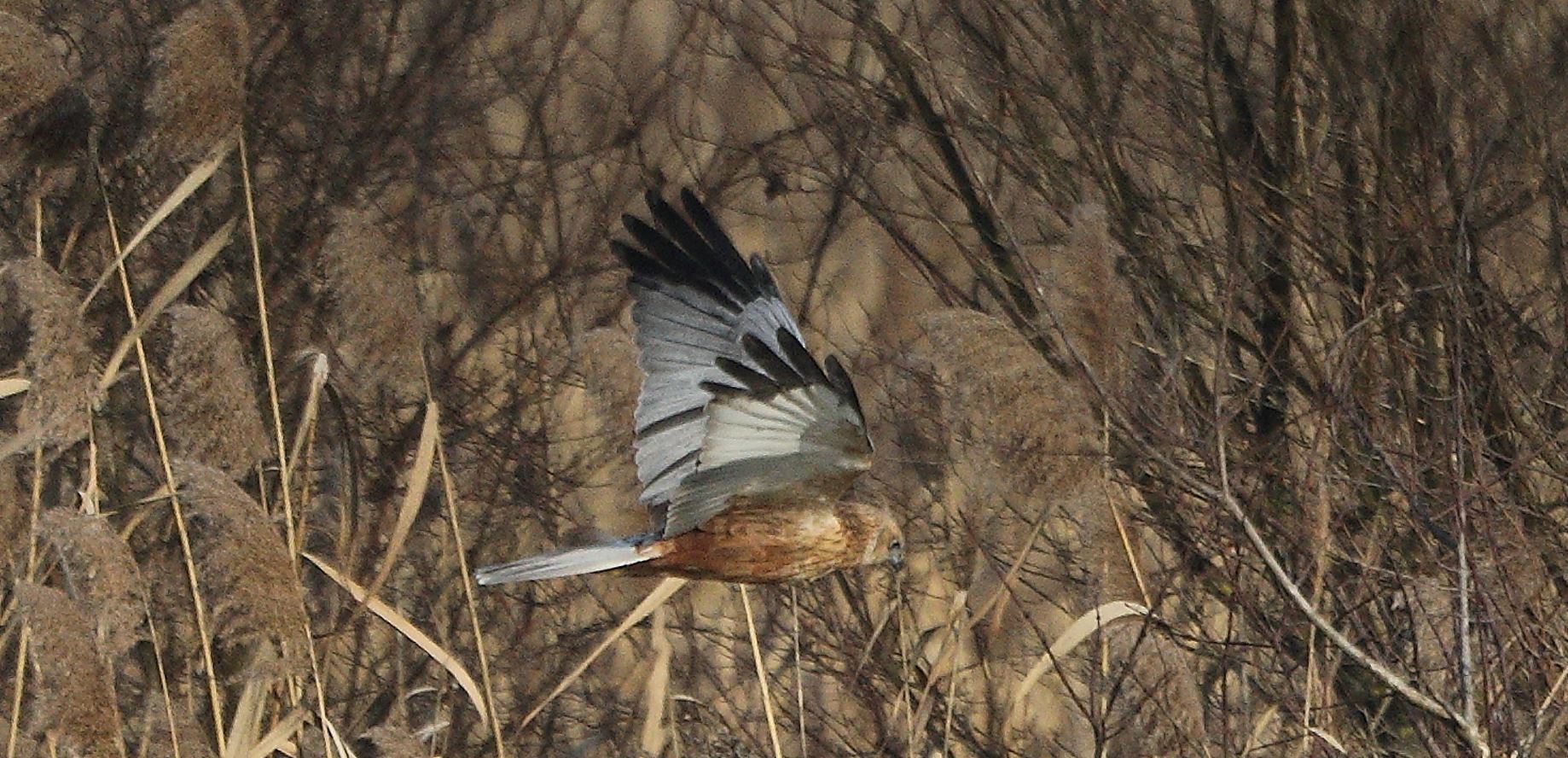 marsh falcon 21-01-2022
