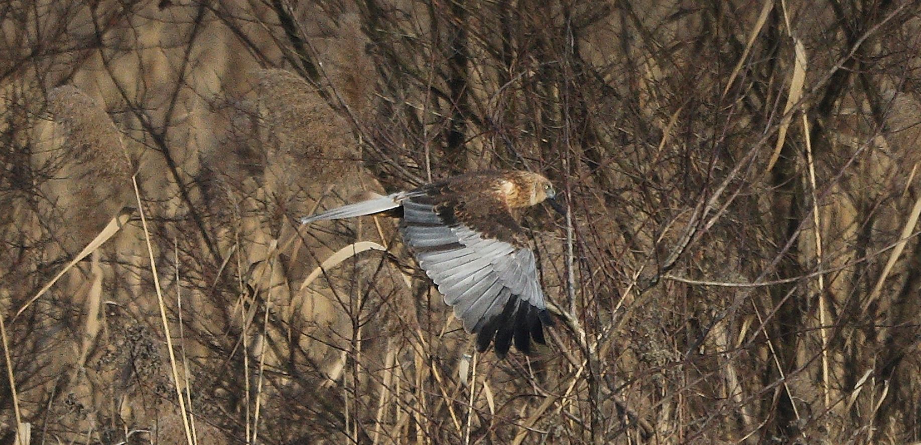 marsh falcon 21-01-2022