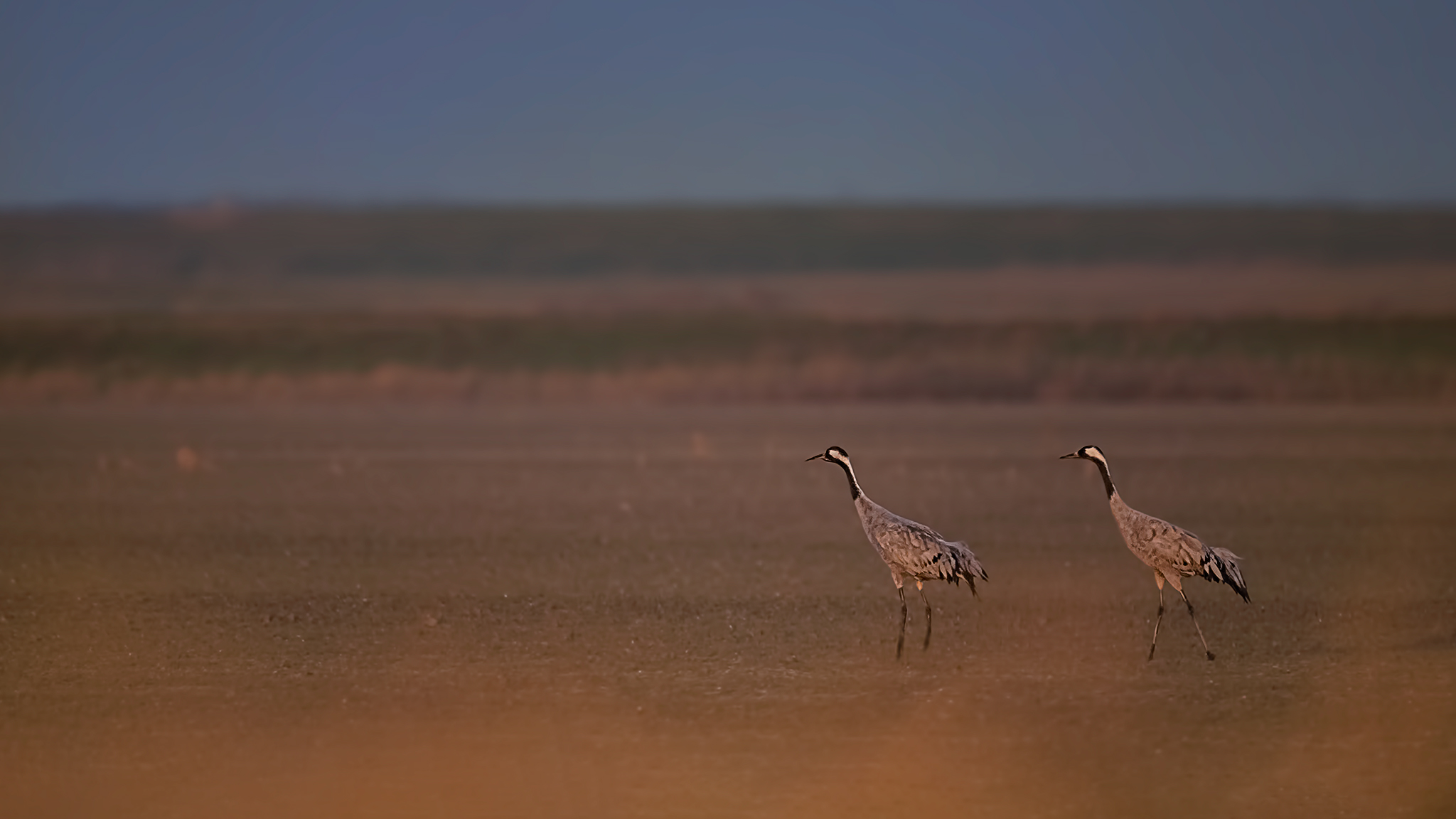 Crane