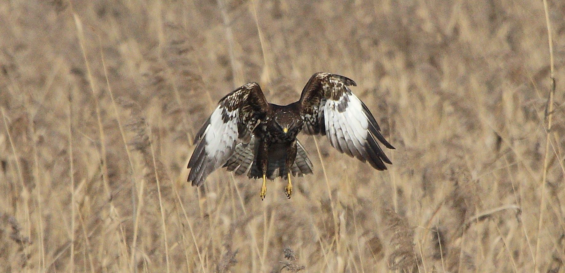 Buteo 24-01-2022