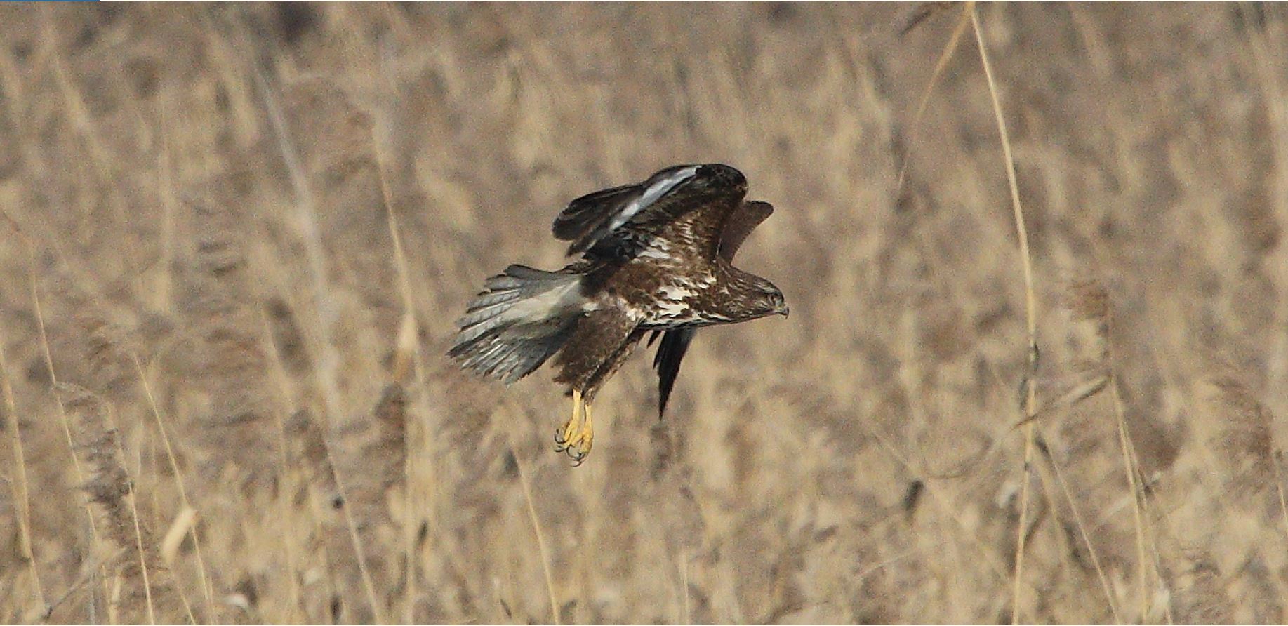 Buteo 24-01-2022