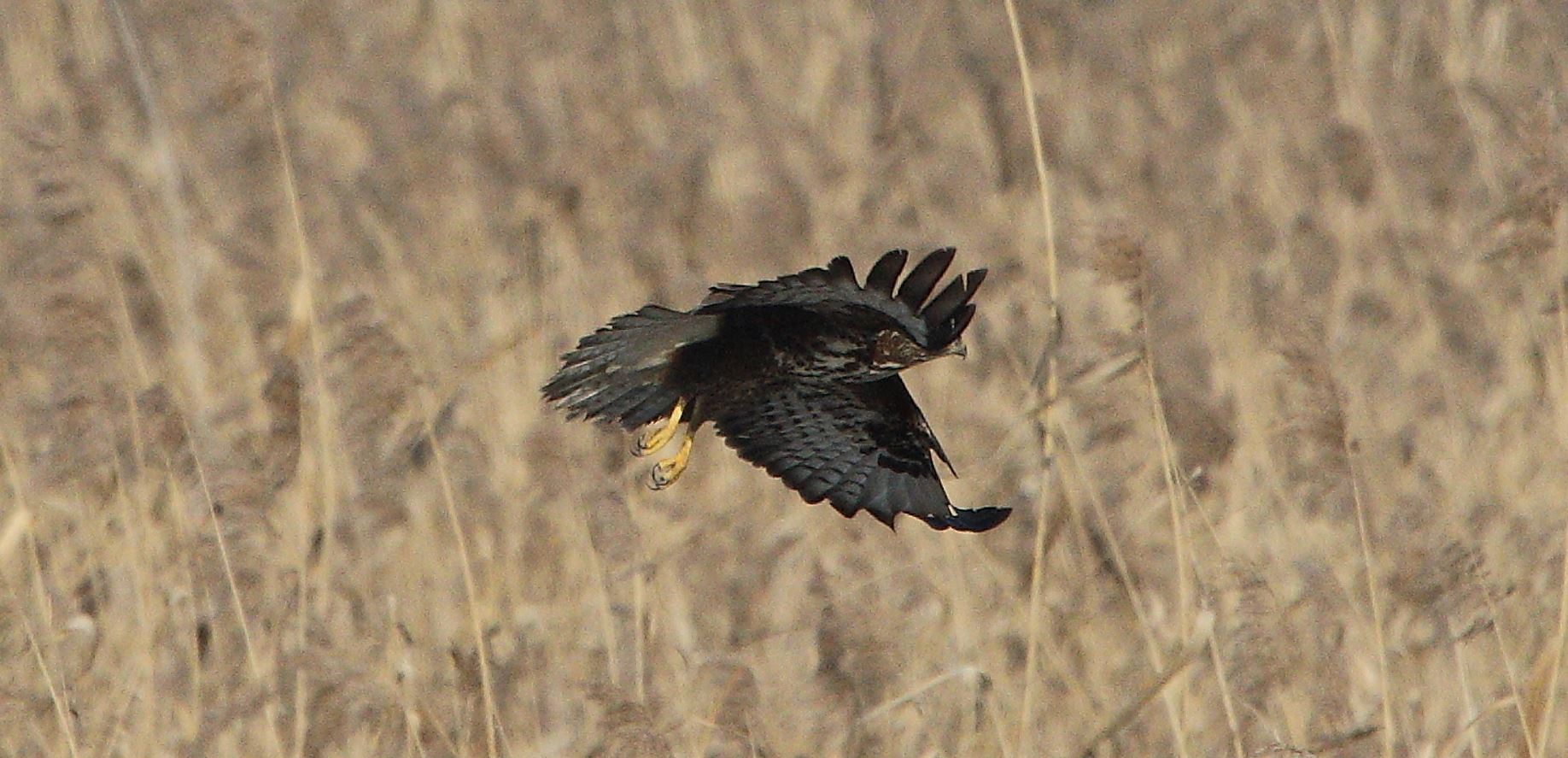 Buteo 24-01-2022