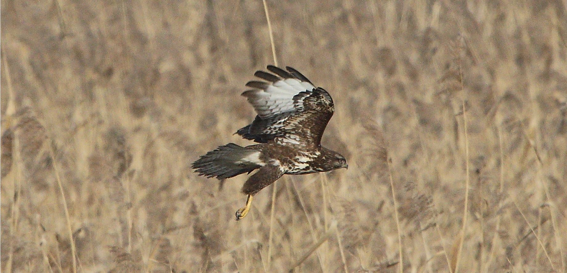 Buteo 24-01-2022
