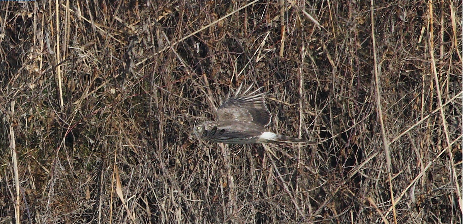 Albanella 27-01-2022