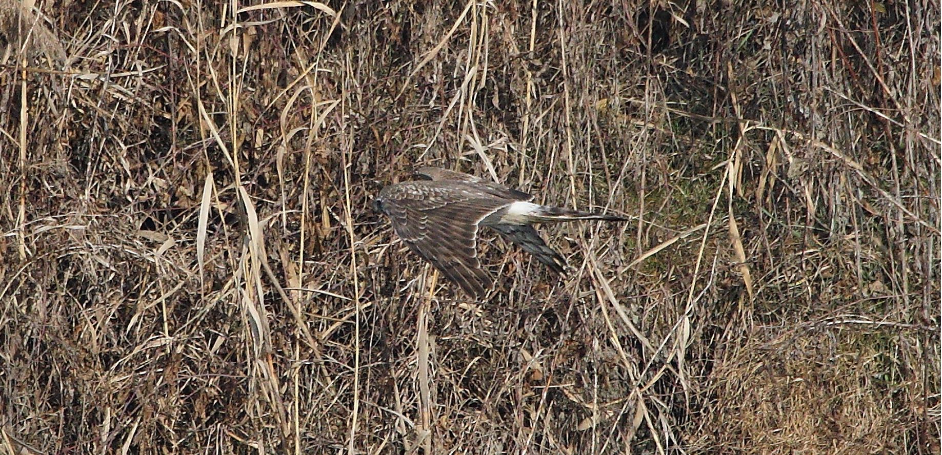 Albanella 27-01-2022