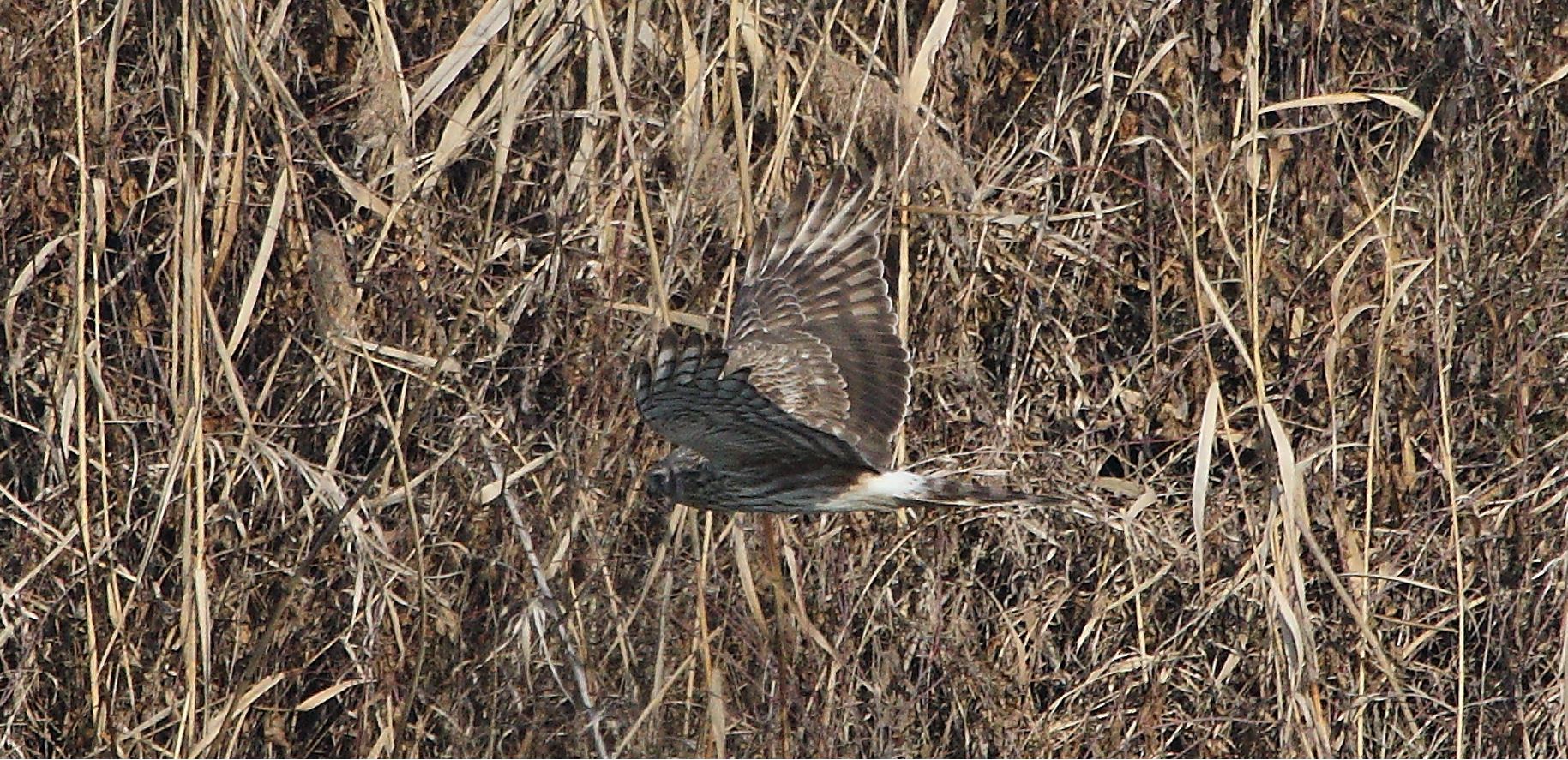 Albanella 27-01-2022