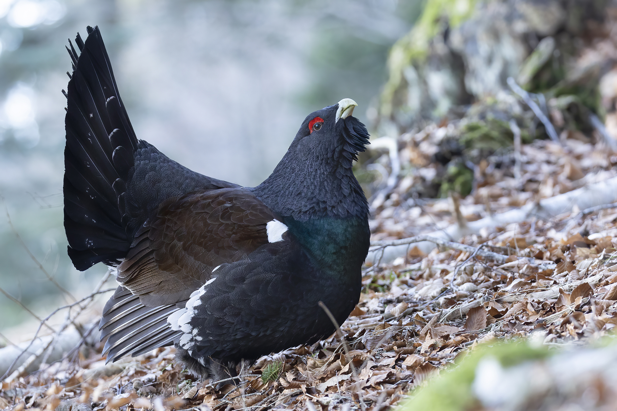 il profilo del gallo cedrone