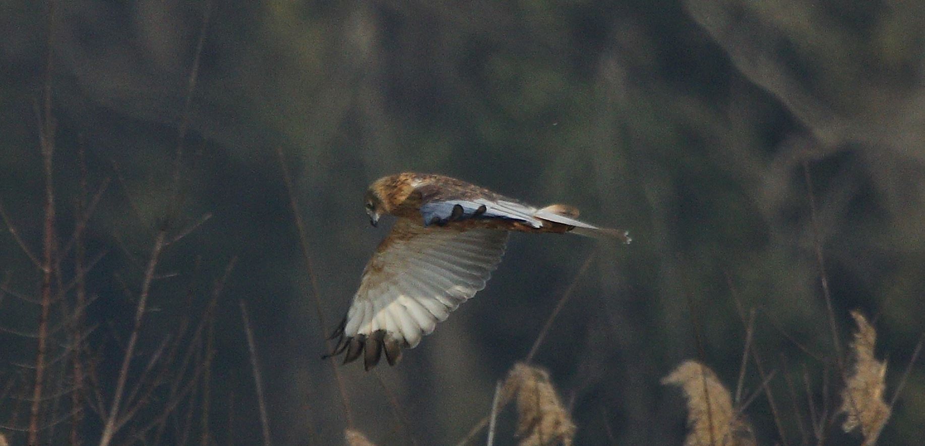 marsh falcon 21-01-2022