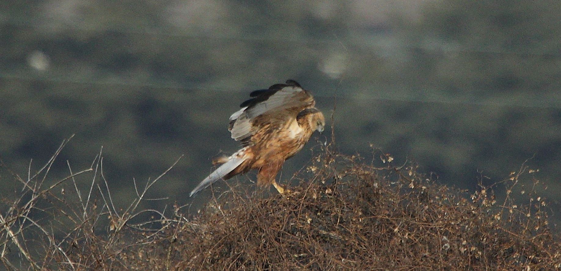 marsh falcon 21-01-2022