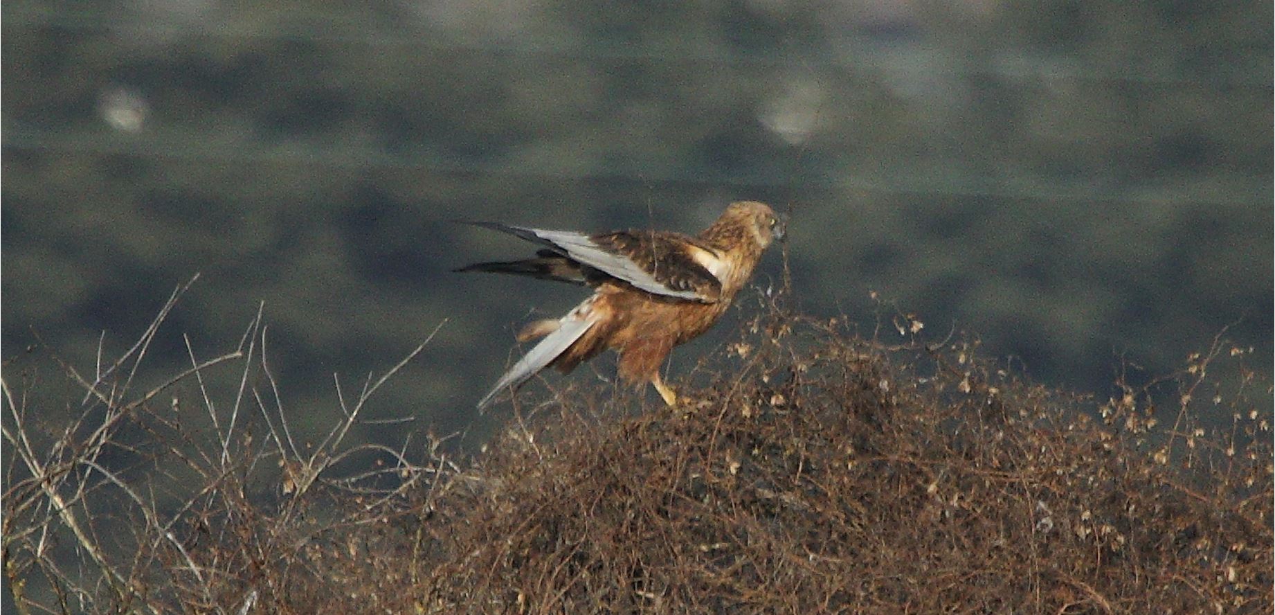 marsh falcon 21-01-2022