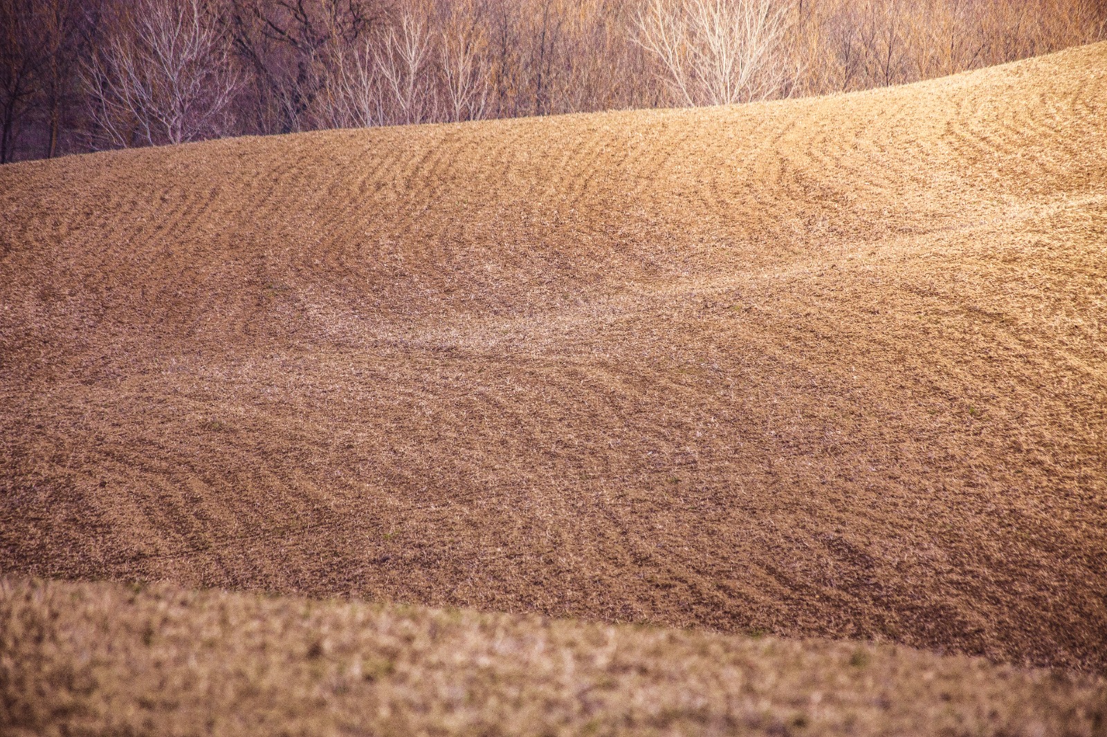 Crete senesi