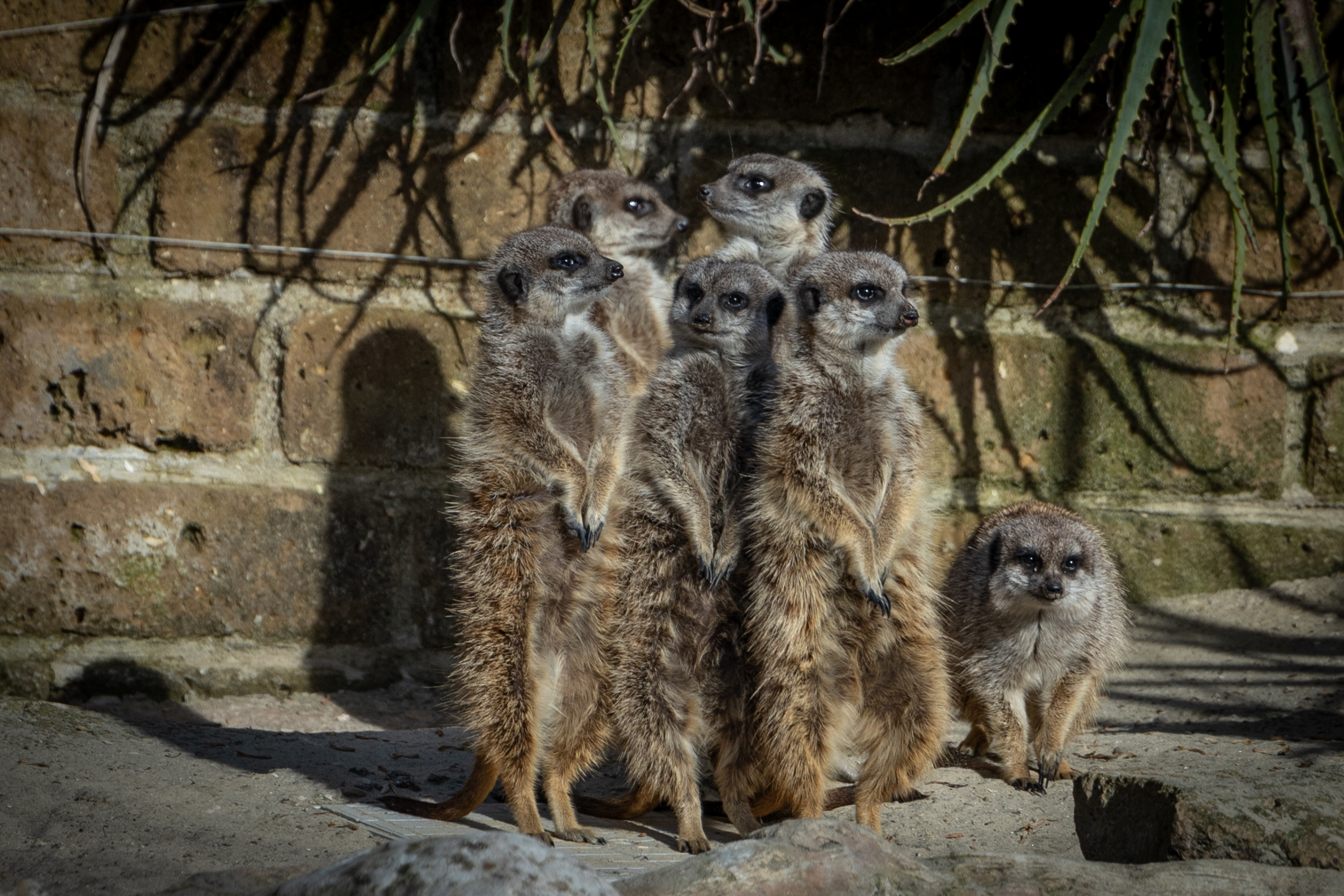 The meerkats of the Bioparco di Roma