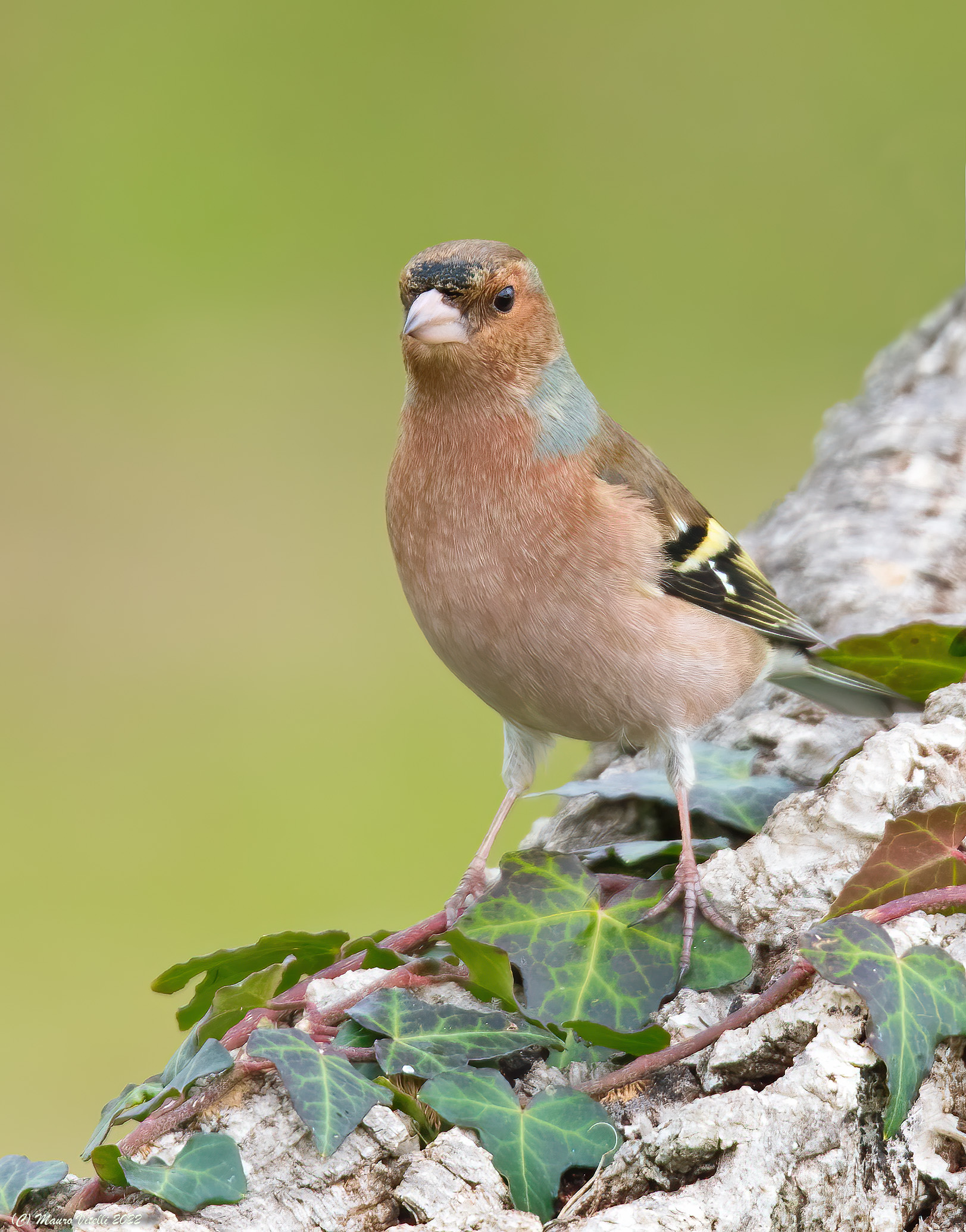 Chaffinch (fringilla) male