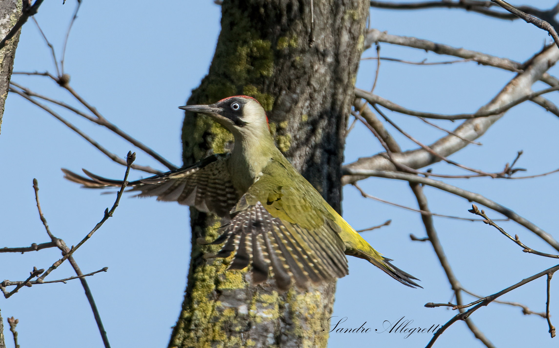 The green woodpecker (Picus viridis)