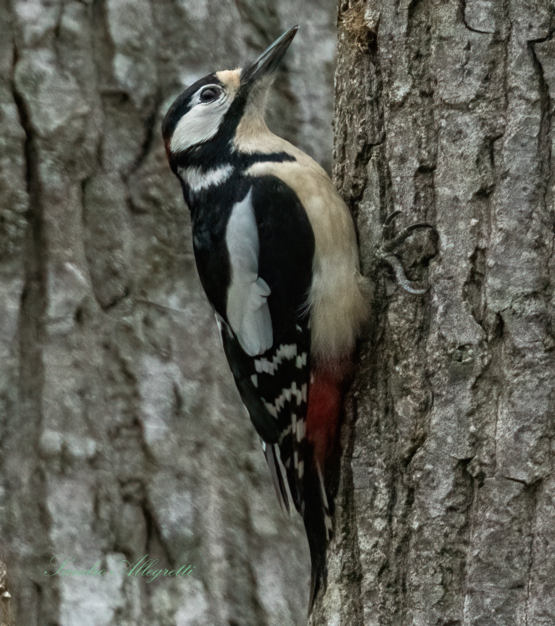 The Greater Red Woodpecker (Dendrocopos major)