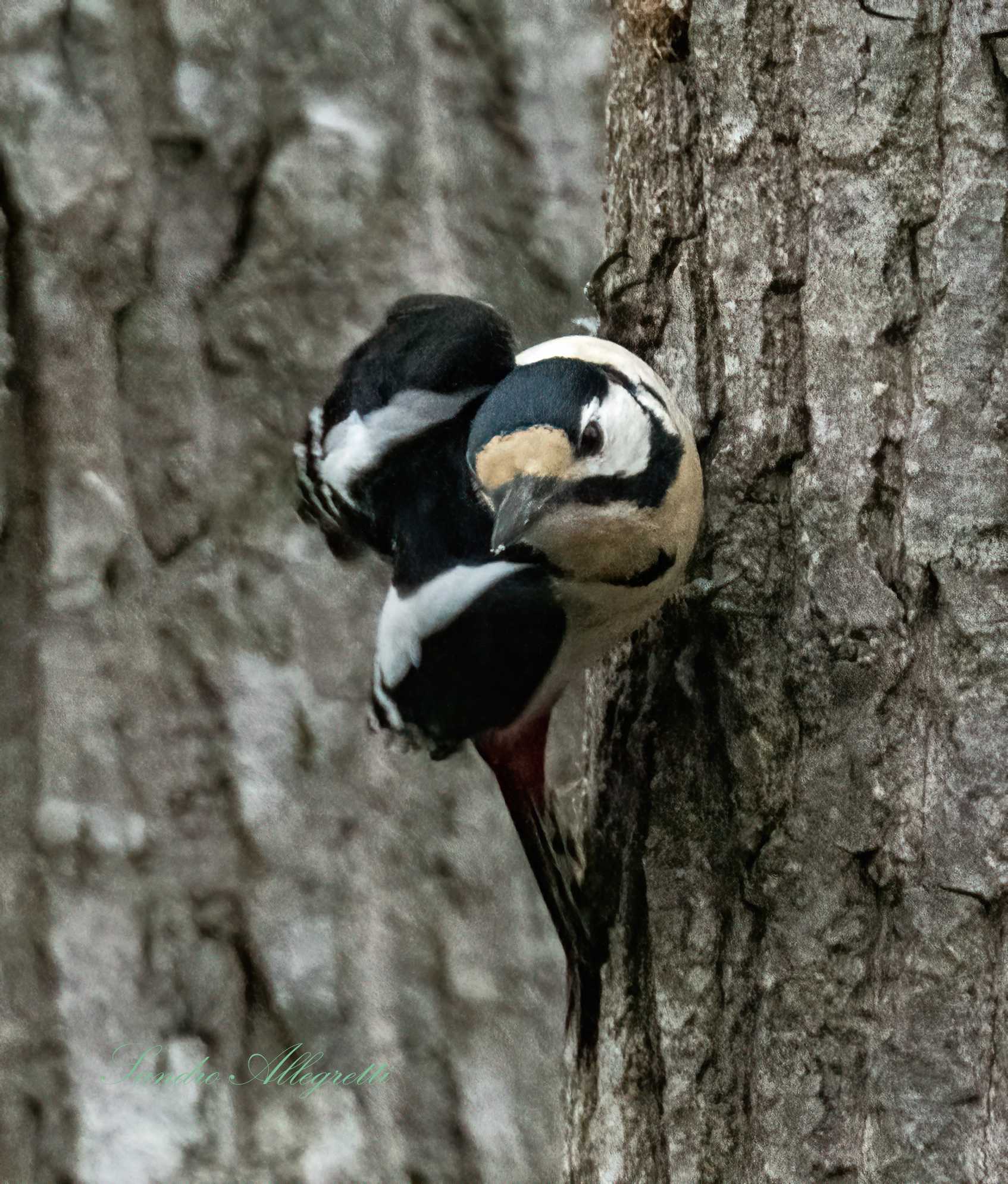 The Greater Red Woodpecker (Dendrocopos major)