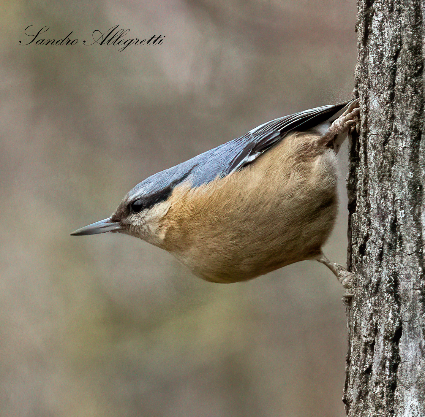 The woodpecker (Sitta europaea)