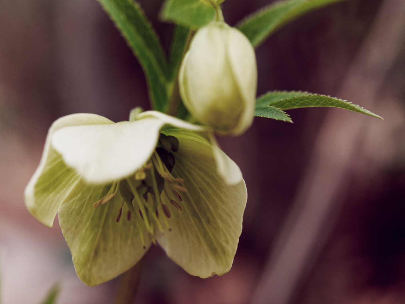 Helleborus orientalis