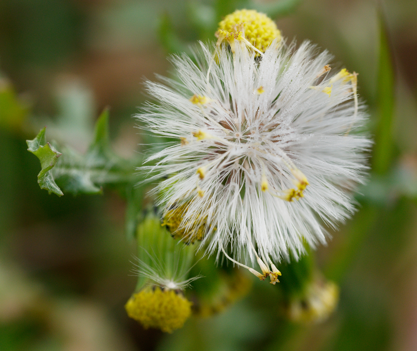 Senecio vulgaris