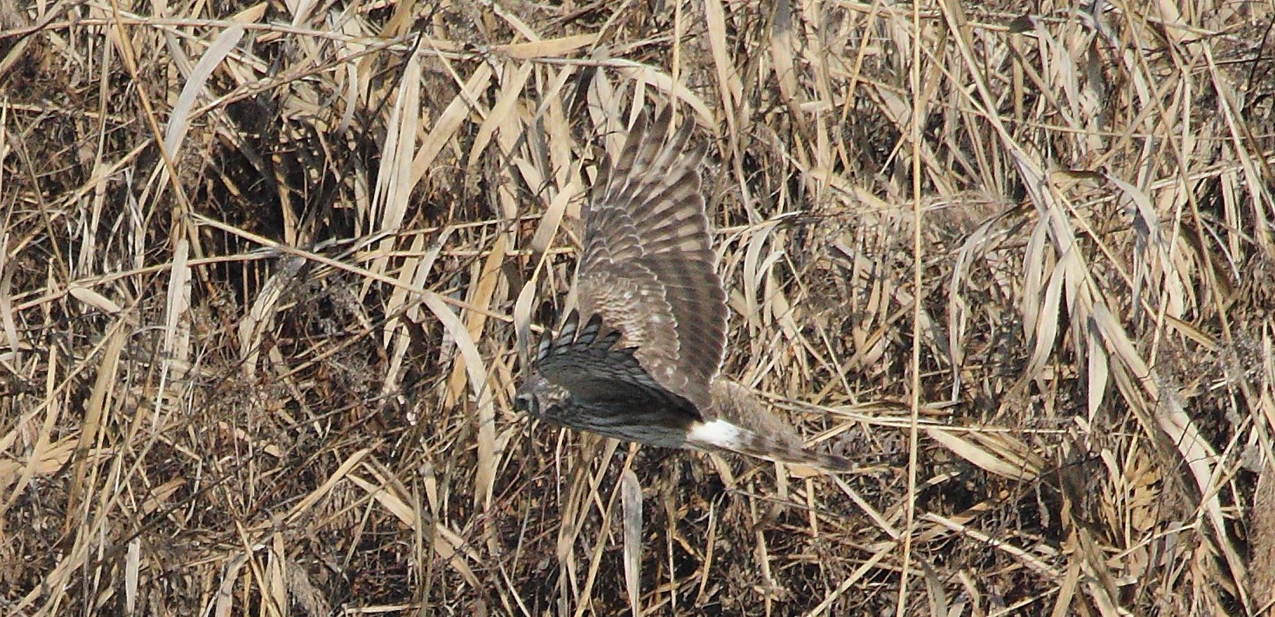 Albanella 27-01-2022