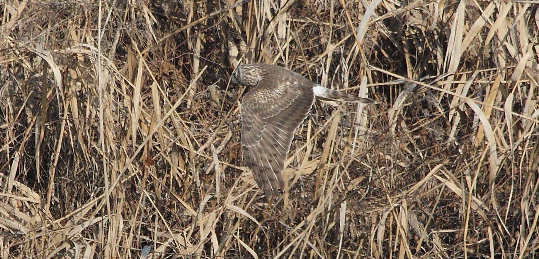 Albanella 27-01-2022