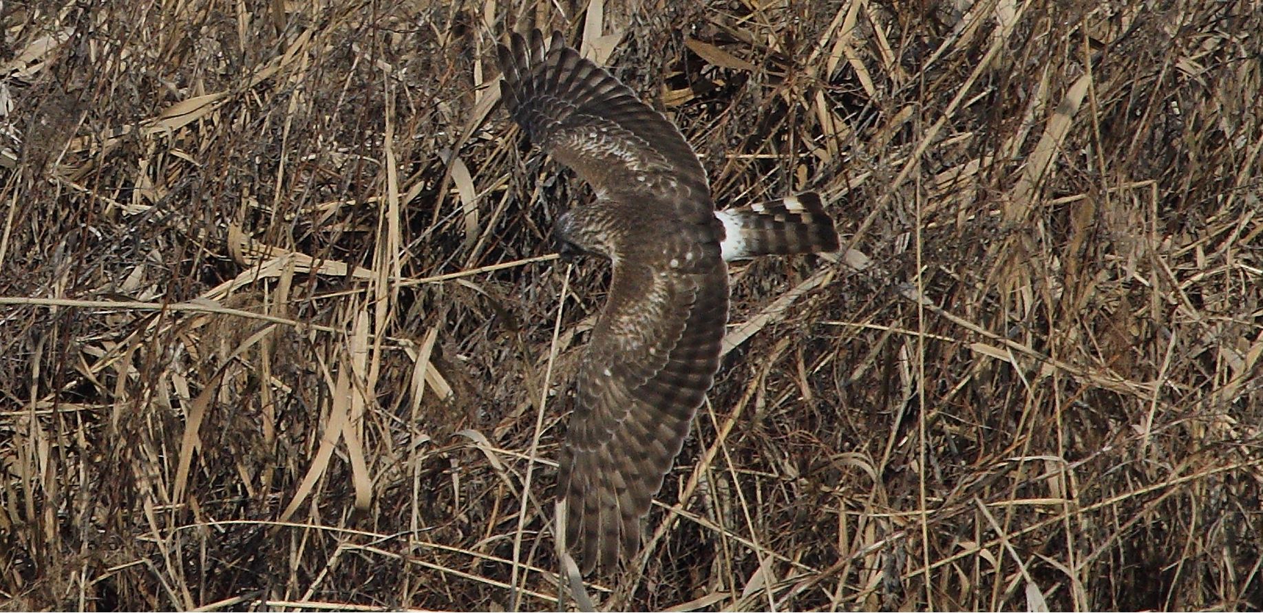 Albanella 27-01-2022