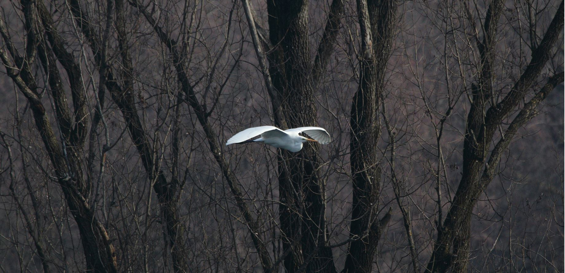 white major 27-01-2022